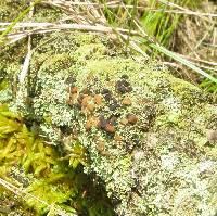 Cladonia caespiticia image