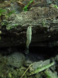 Xylaria hypoxylon image