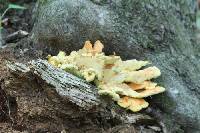 Laetiporus sulphureus image