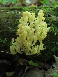 Artomyces pyxidatus image