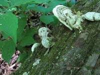 Ganoderma applanatum image