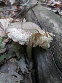 Megacollybia platyphylla image