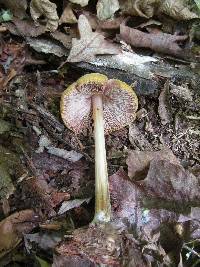 Pluteus flavofuligineus image