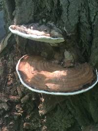 Ganoderma applanatum image