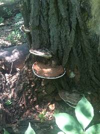 Ganoderma applanatum image