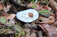 Lactarius indigo image