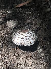 Chlorophyllum rhacodes image