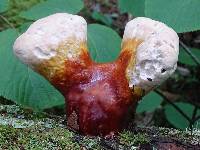 Ganoderma tsugae image