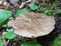 Pluteus cervinus image