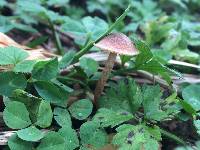 Tubaria furfuracea image