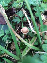 Tubaria furfuracea image