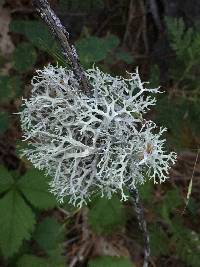 Evernia prunastri image