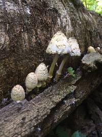 Coprinopsis variegata image