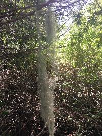 Ramalina menziesii image