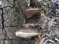 Ganoderma applanatum image