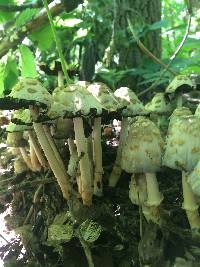 Coprinopsis variegata image