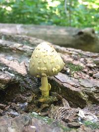 Coprinopsis variegata image