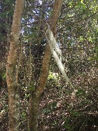 Ramalina menziesii image