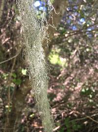 Ramalina menziesii image