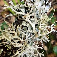 Evernia prunastri image