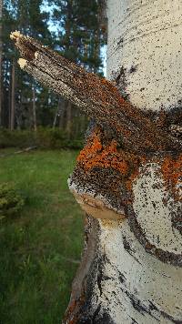 Phellinus tremulae image