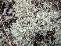 Cladonia mitis image