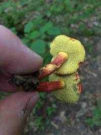 Boletus rubellus image