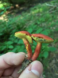 Boletus rubellus image