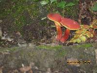 Boletus rubellus image