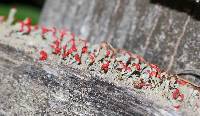 Cladonia cristatella image