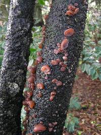 Auricularia cornea image