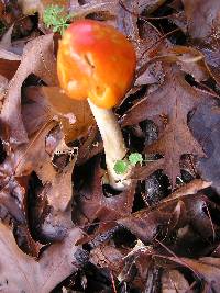 Amanita muscaria image