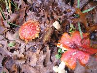 Amanita muscaria image