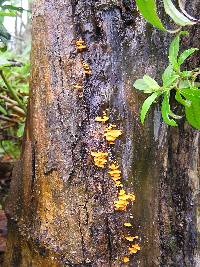 Favolaschia calocera image