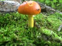 Amanita flavoconia image