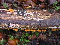 Favolaschia calocera image