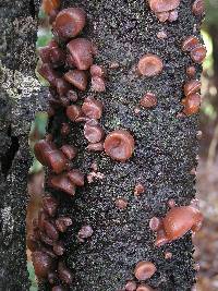 Auricularia cornea image