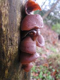 Auricularia cornea image