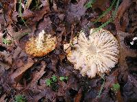 Amanita muscaria image