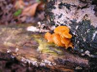 Favolaschia calocera image