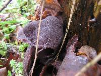 Auricularia cornea image