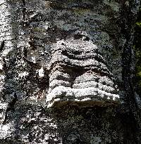 Fomes fomentarius image