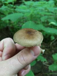 Pluteus cervinus image