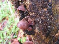 Auricularia cornea image