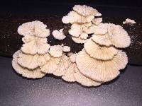 Schizophyllum commune image