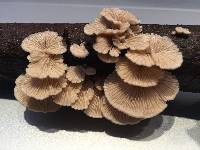 Schizophyllum commune image