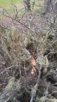 Ramalina menziesii image