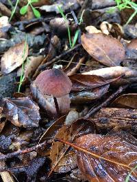 Marasmius plicatulus image