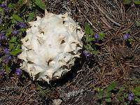 Calvatia sculpta image