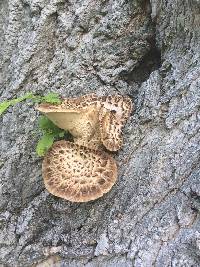 Polyporus squamosus image